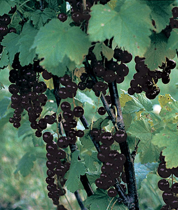 Currant, Consort Black